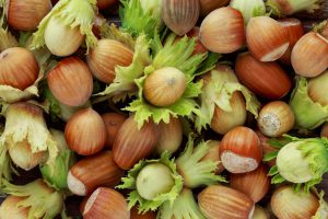 Hazelnut growing