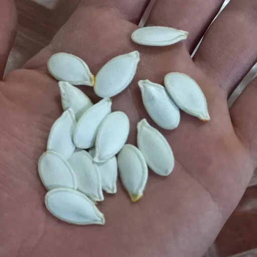 The price of pumpkin seeds + purchase and sale of pumpkin seeds wholesale