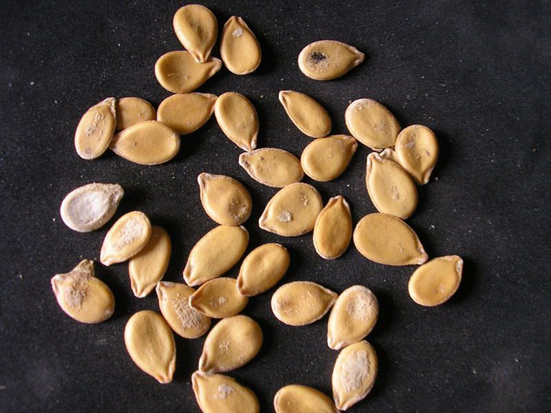 pumpkin seeds