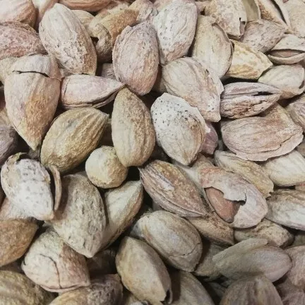 almonds in green shell