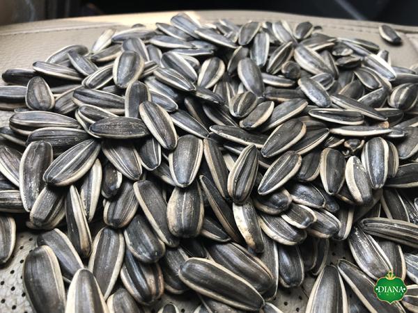 The purchase price of bulk sunflower seeds in Australia