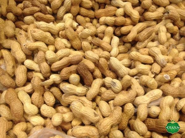 Buy and wholesale bulk roasted peanuts price