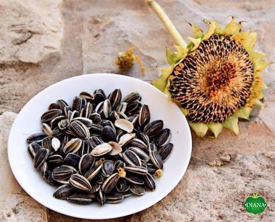 Sunflower seeds bulk purchase price + specifications, cheap wholesale