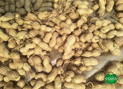 Buy the latest types of fresh peanut at a reasonable price